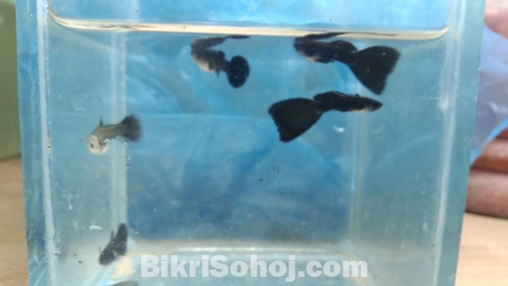 Black mosscow guppy short body new adult